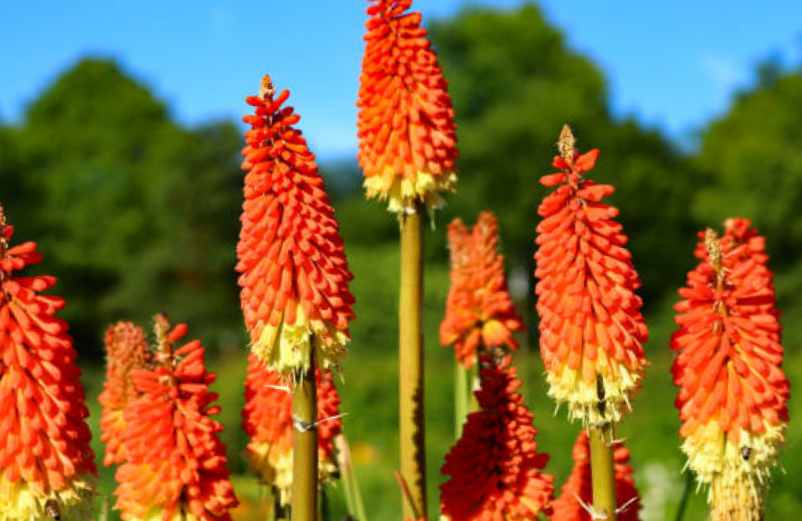 Plantes retombantes extérieur: jardin, balcon, terrasse…